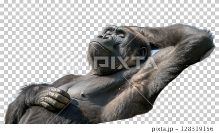 Gorilla, isolated transparent background Gorilla, isolated transparent background 128319156