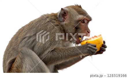 Monkey, isolated transparent background 128319166