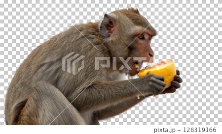 Monkey, isolated transparent background 128319166