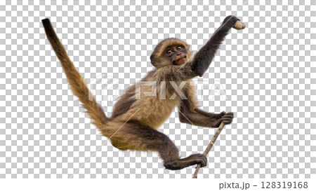 Monkey, isolated transparent background Monkey, isolated transparent background 128319168
