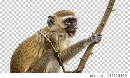 Monkey, isolated transparent background Monkey, isolated transparent background 128319169