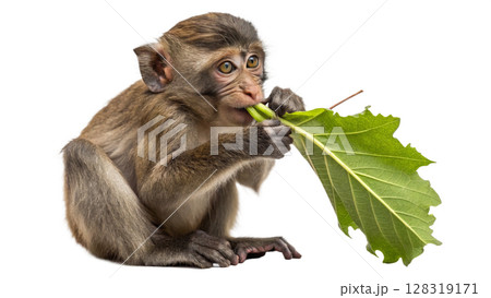 monkey with green leaf 128319171