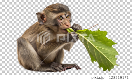 monkey with green leaf 128319171