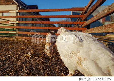 Turkeys foraging in a sunlit farmyard, exploring the dry earth and greenery of a rural environment in autumn Turkeys foraging in a sunlit farmyard, exploring the dry earth and greenery of a rural environment in autumn 128319269