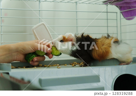 Guinea pig peeks out of its cozy habitat while enjoying a refreshing slice of cucumber in the early 128319288