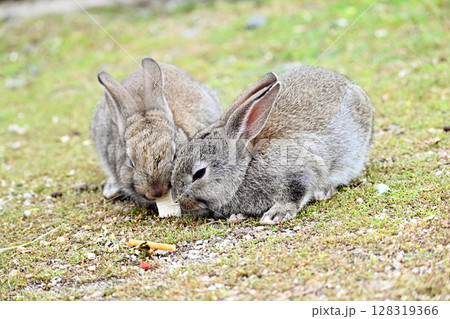 餌を一緒に食べる仔ウサギたち 128319366