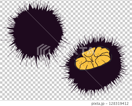 Illustration of sea urchin cross section and shell 128319412