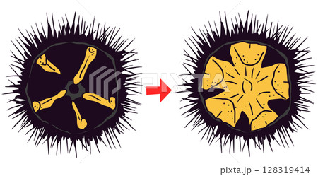 痩せウニから実入りウニへの変化イラスト 128319414