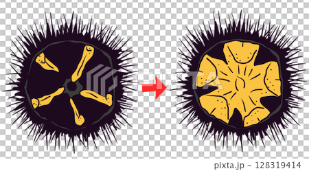 痩せウニから実入りウニへの変化イラスト 128319414