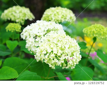 庭に咲いた白い紫陽花 庭に咲いた白い紫陽花 128319752