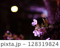 月夜に咲く夜桜のクローズアップ 128319824
