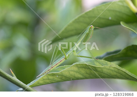 最強の昆虫カマキリがレモンの葉っぱに乗っている 128319868