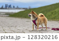 Adorable red Shiba Inu dog happily walking on lush green gras 128320216