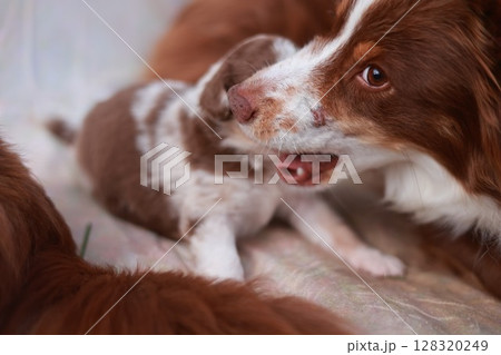 Brown and white dog is playing with a puppy 128320249