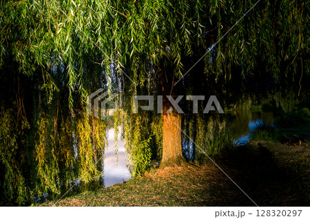 Weeping willow on a pond in santeny, france 128320297