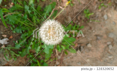 Close up of dandelion seed head with delicate white seedlings Close up of dandelion seed head with delicate white seedlings 128320652
