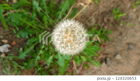 Close up of dandelion seed head with delicate white seedlings Close up of dandelion seed head with delicate white seedlings 128320653