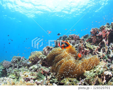 南国沖縄・石垣島で出会うカラフル熱帯魚 夏休み家族シュノーケル体験 南国沖縄・石垣島で出会うカラフル熱帯魚 夏休み家族シュノーケル体験 128320701