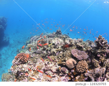 南国沖縄・石垣島で出会うカラフル熱帯魚 夏休み家族シュノーケル体験 南国沖縄・石垣島で出会うカラフル熱帯魚 夏休み家族シュノーケル体験 128320703