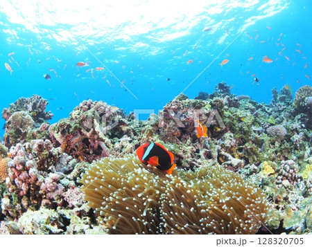 石垣島の透き通る海でクマノミと泳ぐ　思い出の体験ダイビング 128320705