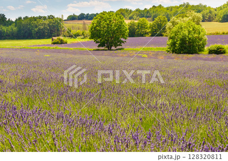 Summer landscape with lavender fields, France Summer landscape with lavender fields, France 128320811