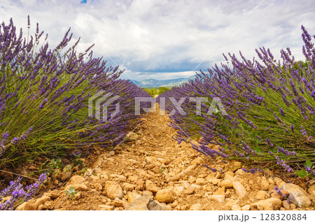 Lavender flowers on field and clouds on sky 128320884