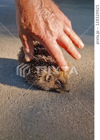 Person hand gently strokes a small hedgehog resting on a sun warmed asphalt road. The creature spiky coat catches sunset soft light. Concept of interplay between wild nature and a caring human touch Person hand gently strokes a small hedgehog resting on a sun warmed asphalt road. The creature spiky coat catches sunset soft light. Concept of interplay between wild nature and a caring human touch 128320925