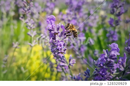 Closeup diligent honey bee actively pollinating purple lavender blossoms as collects rich nectar from fresh lavandula flowers 128320929