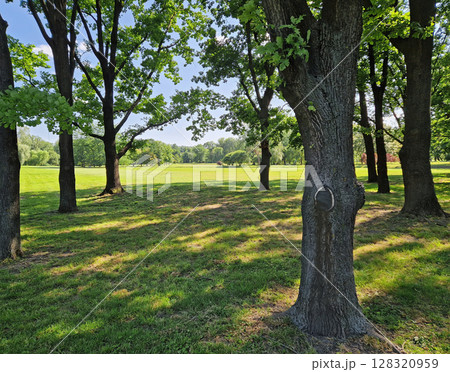 A sunlit park with large trees and a wide open field stretching into the background. Sunlight filters through dense, fluttering leaves, casting shifting shadows on green grass 128320959
