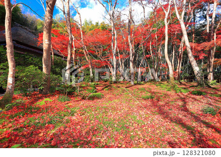 【京都府】祇王寺の苔庭の散り紅葉 【京都府】祇王寺の苔庭の散り紅葉 128321080