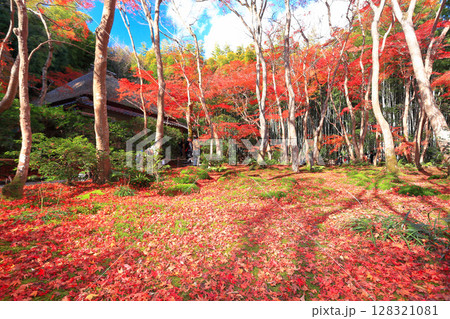 【京都府】祇王寺の苔庭の散り紅葉 128321081