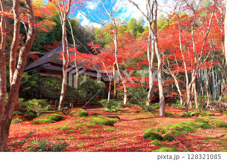 【京都府】祇王寺の苔庭の散り紅葉 128321085