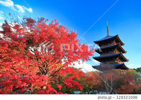 【京都府】晴天の東寺の五重塔と紅葉 128321086