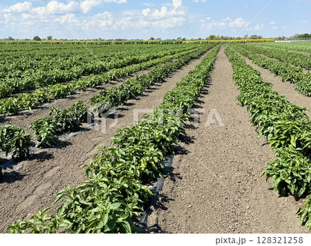 Neat rows of vibrant green pepper plants stretch across a field, basking in the sunlight of a clear summer day, promising a bountiful harvest 128321258