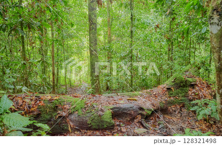 Danum Valley Conservation Area, one of the oldest rainforests in the world, Borneo, Malaysia. 128321498