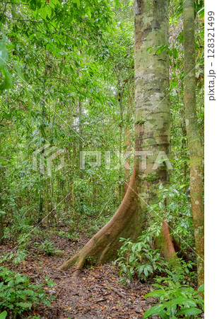 Danum Valley Conservation Area, one of the oldest rainforests in the world, Borneo, Malaysia. 128321499