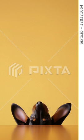 Cute Pinscher with Playful Ears - Portrait of an Adorable Dog on Yellow Background 128321664