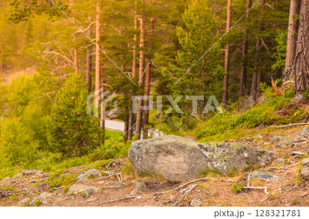 Green forest with coniferous trees 128321781