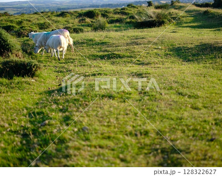 Moorland sheep grazing the vast Bodmin Moor area of Cornwall, UK 128322627