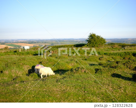 Moorland sheep grazing the vast Bodmin Moor area of Cornwall, UK 128322628