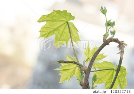 Maple leafs. 128322718