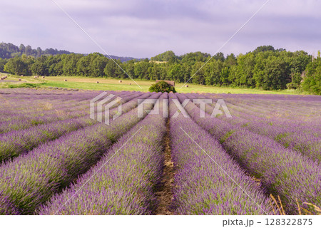 Summer landscape with lavender fields, France 128322875