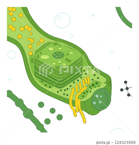 Plant cell structure illustration showing organelles and cellular components in green and yellow vector Plant cell structure illustration showing organelles and cellular components in green and yellow vector 128323008