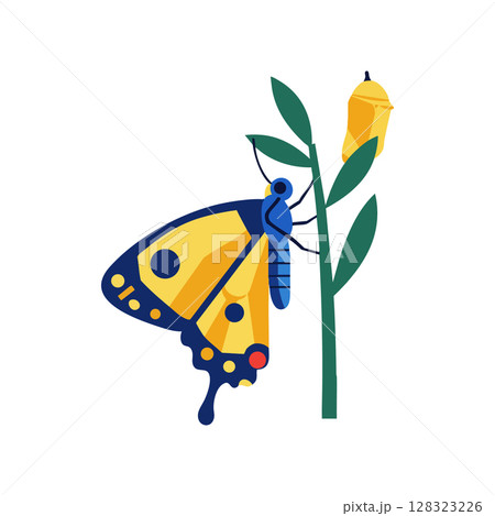 Butterfly on green plant with chrysalis vector illustration in yellow and blue colors 128323226