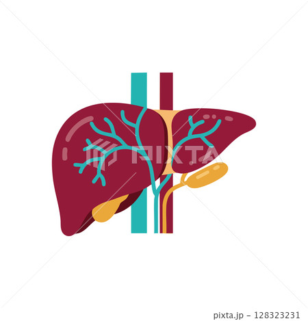 Human Liver Anatomy with Blood Vessels and Gallbladder Vector Illustration Medical Concept 128323231