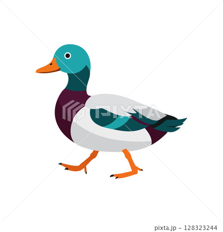 Mallard Duck Vector Illustration with Colorful Feathers and Orange Beak and Feet Mallard Duck Vector Illustration with Colorful Feathers and Orange Beak and Feet 128323244