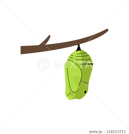 Green chrysalis hanging from brown tree branch vector illustration for nature transformation concepts 128323251