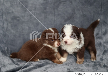 Two puppies are sitting on a blanket, one is brown and the other is white 128323572