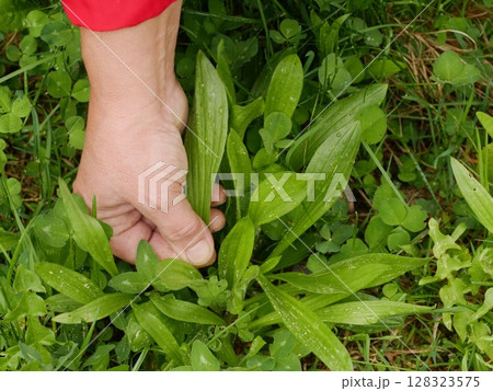 Hand is reaching into a patch of green grass Hand is reaching into a patch of green grass 128323575