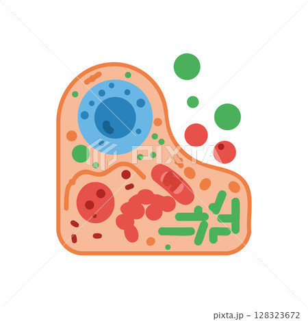 Animal Cell Diagram with Colorful Organelles Vector Illustration for Biology Education 128323672